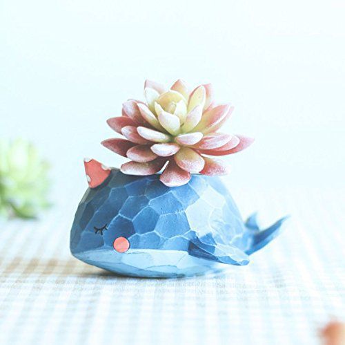 For the home gardener: Succulent Plants Decorative Flower Pots